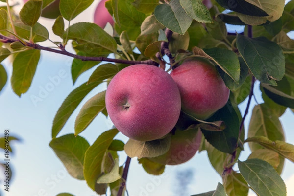 Obraz Red apples hanging on apple tree branch with green leaves against sky