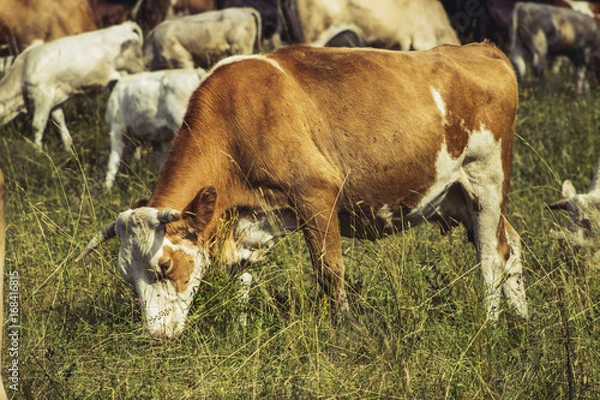 Obraz Cows on meadow on hot sunny day