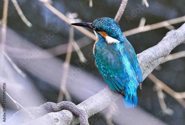 Fototapeta 枝に留まっているカワセミ