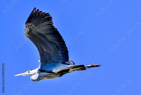 Fototapeta 青空を飛ぶアオサギ