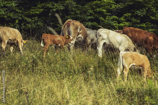 Obraz Cows on meadow on hot sunny day