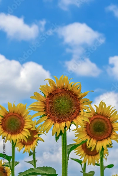 Obraz ヒマワリの花（Sunflower）