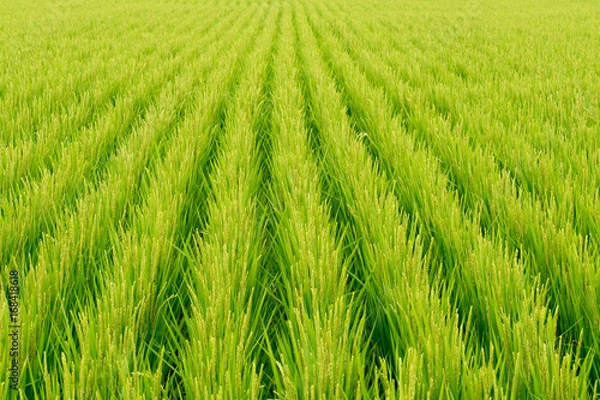 Fototapeta 夏の田んぼ