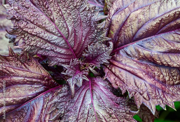 Fototapeta 赤紫蘇の葉