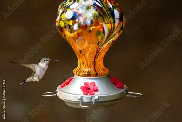Obraz Little hummingbird flying up to a feeder.