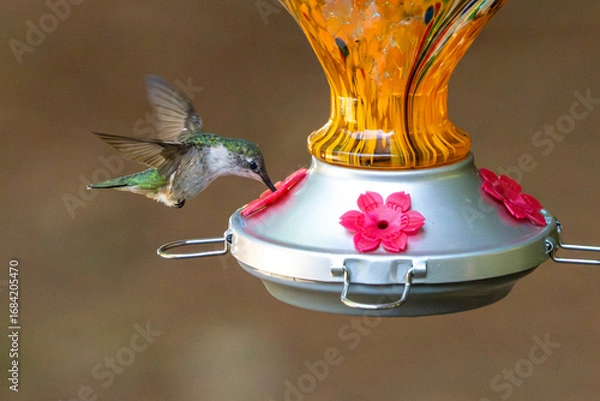 Obraz hummingbird feeding at a nectar feeder in summer.