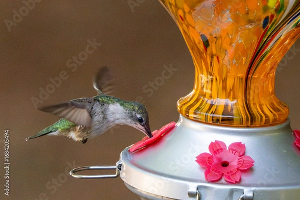 Obraz Feeding While Hovering