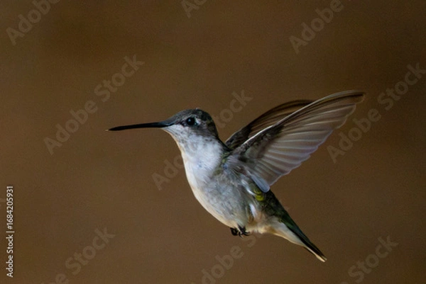 Obraz Detailed shot of a hummingbird in flight