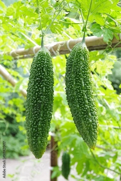 Obraz bitter gourd