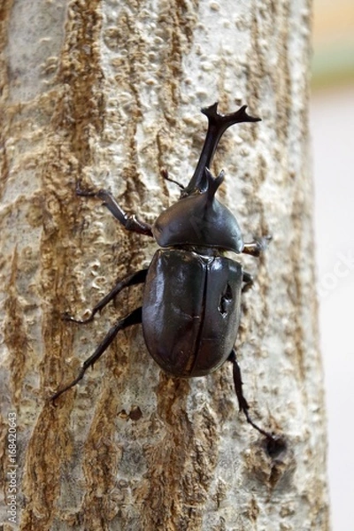 Obraz stag beetle