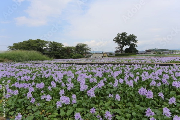 Fototapeta 大和路　ホテイアオイ