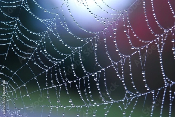 Obraz Pajęcza sieć