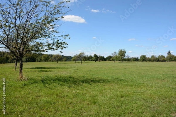 Obraz Prairie ensoleillée 