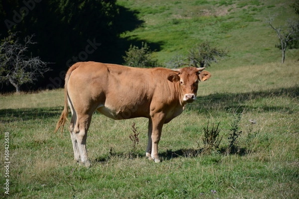 Obraz Vache limousine