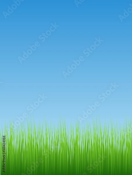 Obraz Grassline Background
