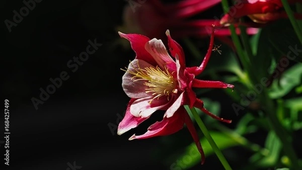 Obraz red columbine flower