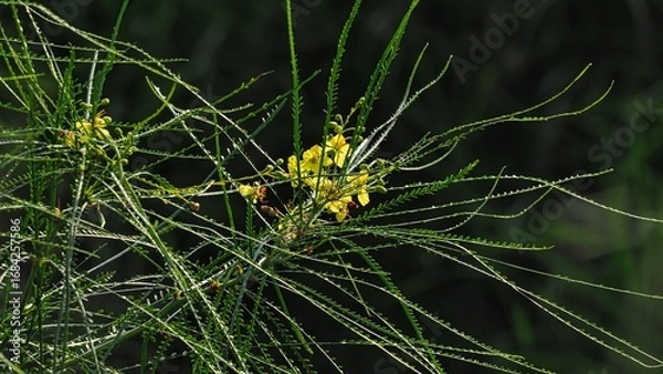Obraz yellow weed flowers