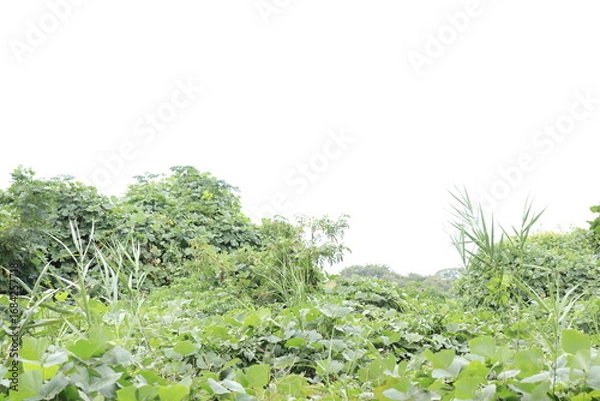 Obraz 雑草が生い茂っている草地