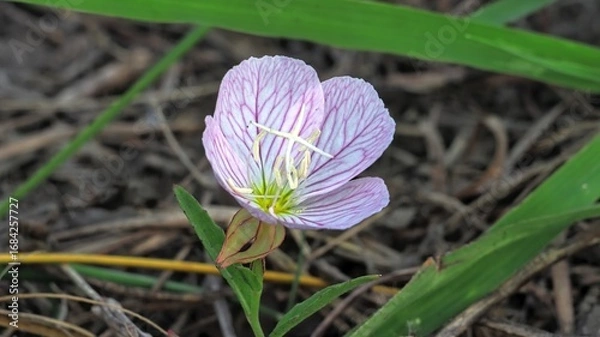 Obraz purple crocus flower