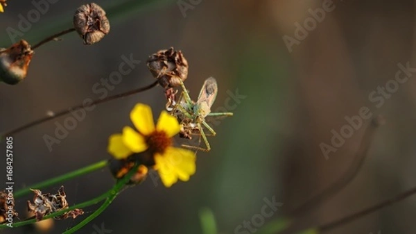 Obraz tiny insect on flower