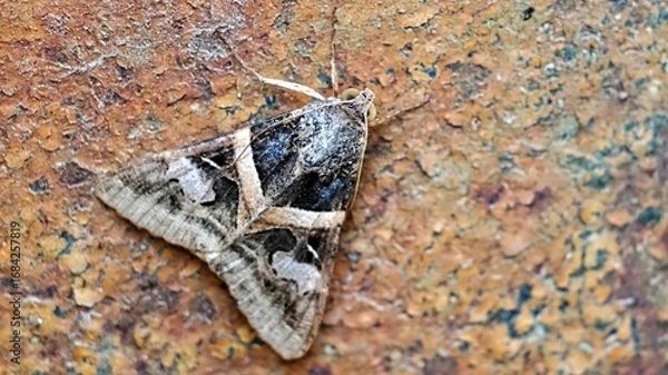 Obraz moth on rusty metal