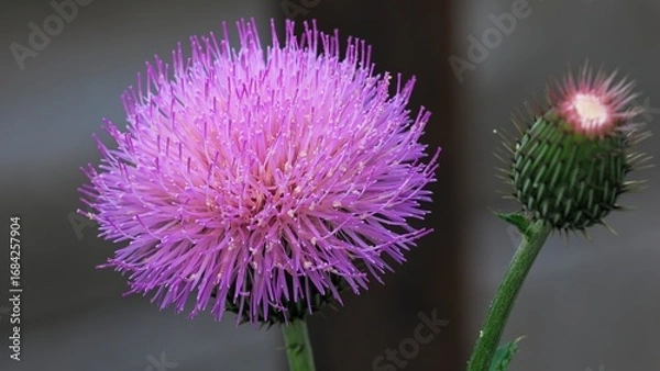 Obraz purple thistle flower