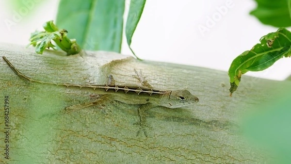 Obraz Camouflage lizard