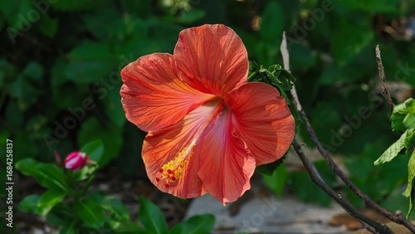 Obraz red hibiscus flower