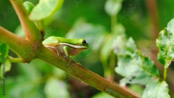 Obraz green tree frog