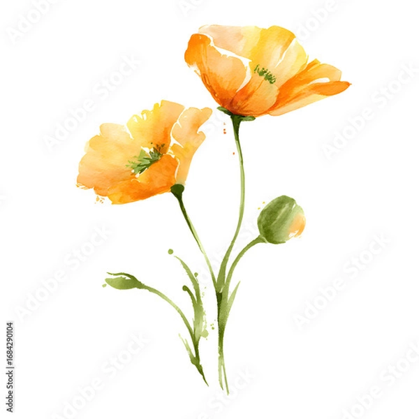 Obraz Watercolor painting of orange poppies on a black background isolated illustration