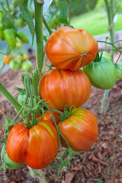 Fototapeta Closeup of red tomatoes .
