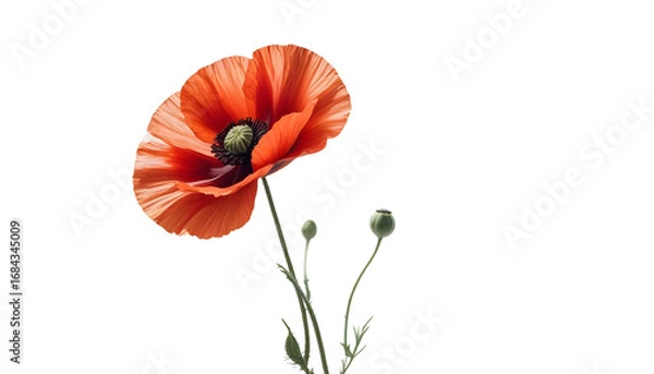 Fototapeta A striking red poppy flower on a transparent background, serving as a tribute for Veterans Day and Remembrance Day