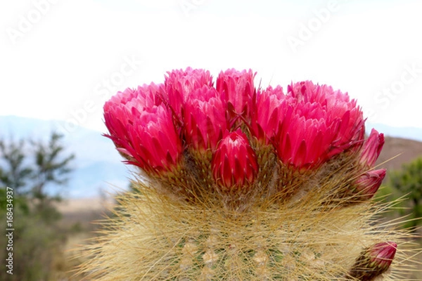 Obraz fleur de cactus