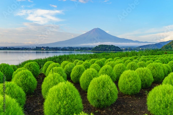 Fototapeta 日本の風景・山梨県｜夏のコキアと富士山｜河口湖畔・大石公園(富士河口湖町)
