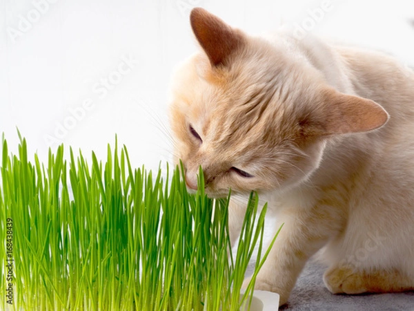 Obraz Cat is eating fresh green grass. Cat grass, pet grass. Natural herbal treatment, white, red pet cat eating fresh grass, green oats, emotionally, copy space, the concept of the health of Pets