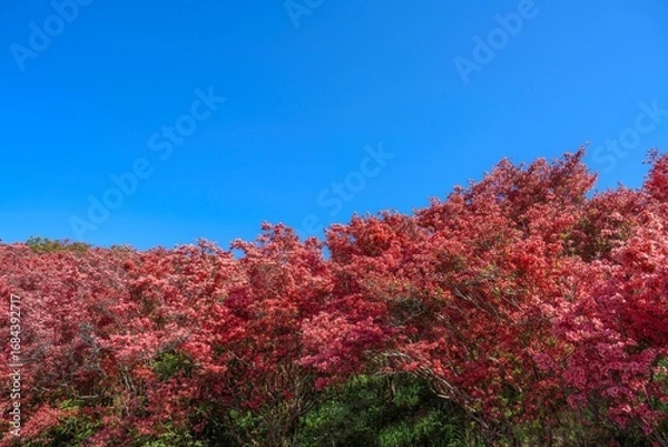 Fototapeta 青空バックに見上げる鮮やかなピンクの満開のツツジ