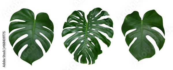 Obraz Monstera plant leaves, the tropical evergreen vine isolated on white background, clipping path included