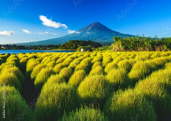 Obraz 大石公園から富士山とコキヤ