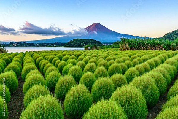 Obraz 大石公園から富士山とコキヤ