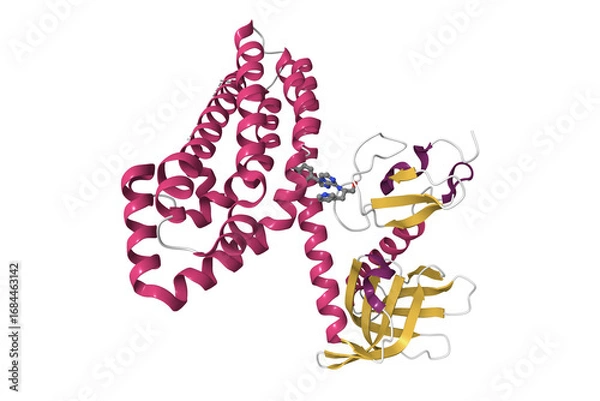 Obraz Proto-oncogene Vav1 inhibited by an allosteric inhibitor. 3D cartoon model, pdb 6nfa, secondary structure color scheme