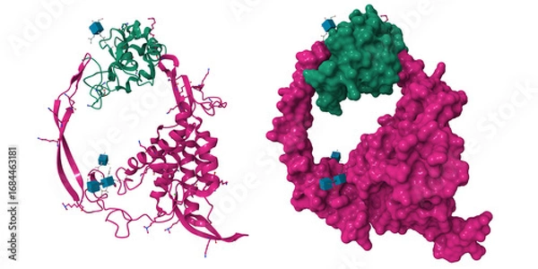 Obraz Structure of Wnt3 signaling complex. 3D cartoon and molecular surface models, pdb 6ahy, chain id color scheme