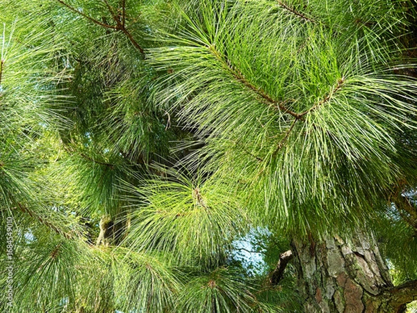 Obraz 色鮮やかなテーダマツ