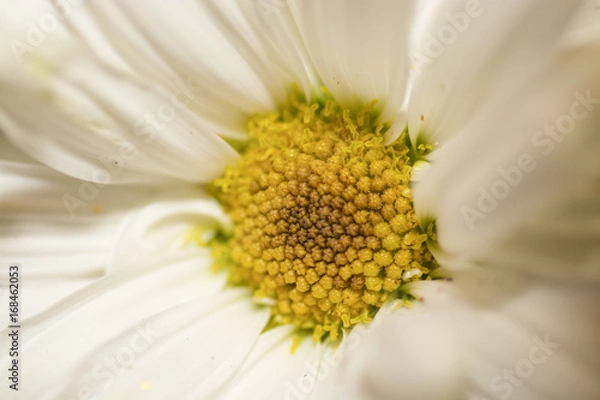 Obraz Daisy  Close Up