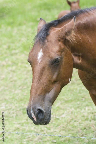 Obraz Horse Sideview