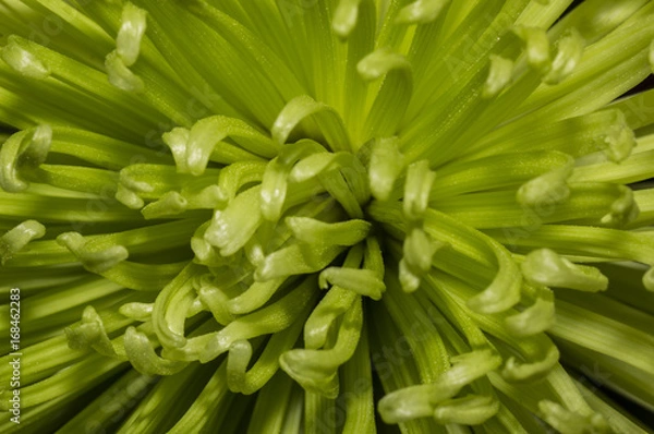 Obraz chrysanthemum close up