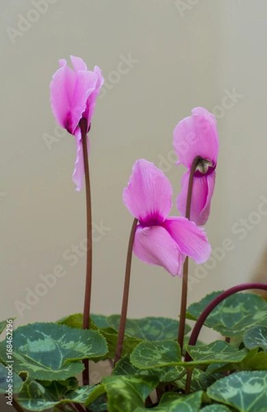 Obraz Cyclamen 