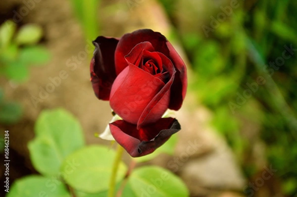 Obraz Red rose