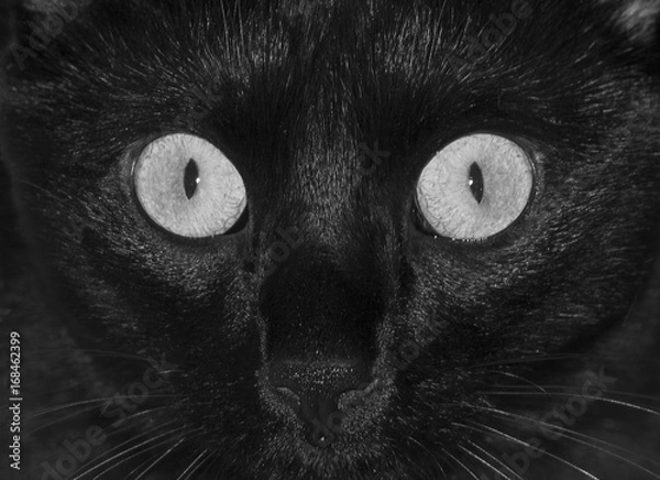 Obraz Cat black and white