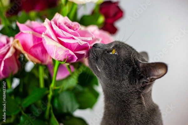 Obraz Cute fluffy cat sniffs a beautiful rosebud.