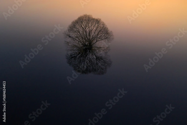 Fototapeta Lone Tree Reflection in Calm Water at Dusk